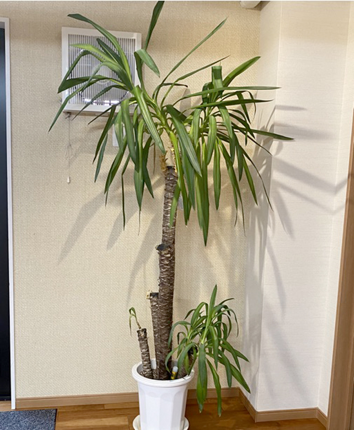 お部屋にあるだけで集中力がアップする観葉植物の育て方 スタッフブログ 無垢スタイルのリノベリフォーム