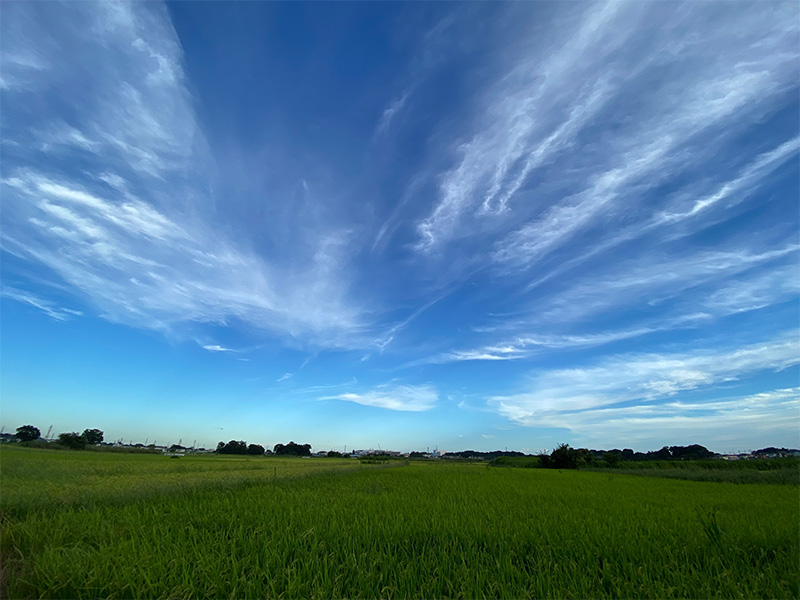 鳥の形をした雲